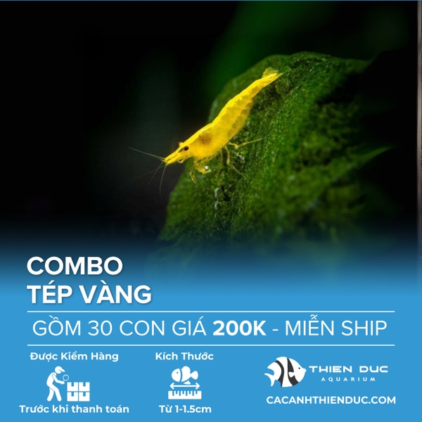 Combo 30 Bé Tép Vàng