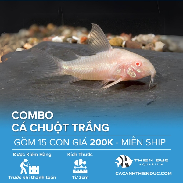 Combo 15 Bé Cá Chuột Trắng Size 3.5cm