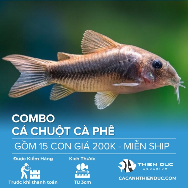 Combo 15 Bé Cá Chuột Café Size 3.5cm