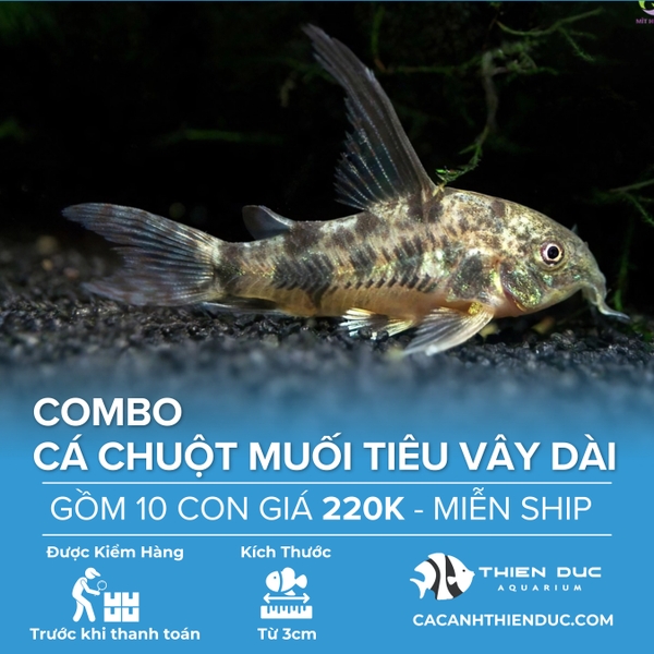 Combo 10 Bé Cá Chuột Muối Tiêu Vây Dài Size 3.5cm