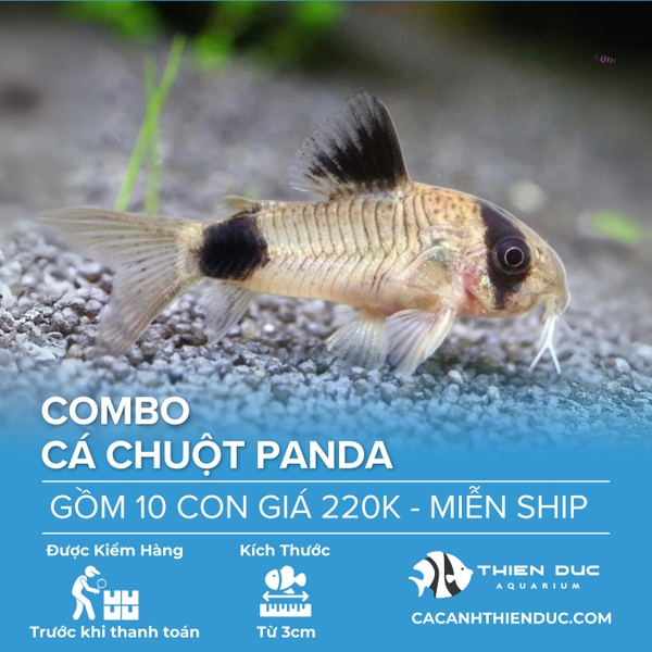 Combo 10 Bé Cá Chuột Panda Size 3.5cm