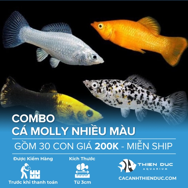 Combo 30 Bé Cá Molly Nhiều Màu Size 3.5cm