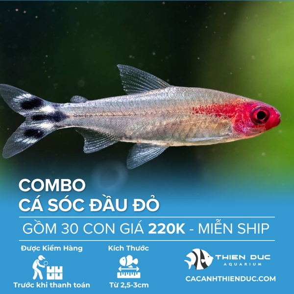 Combo 30 Bé Cá Sóc Đầu Đỏ Size 3cm