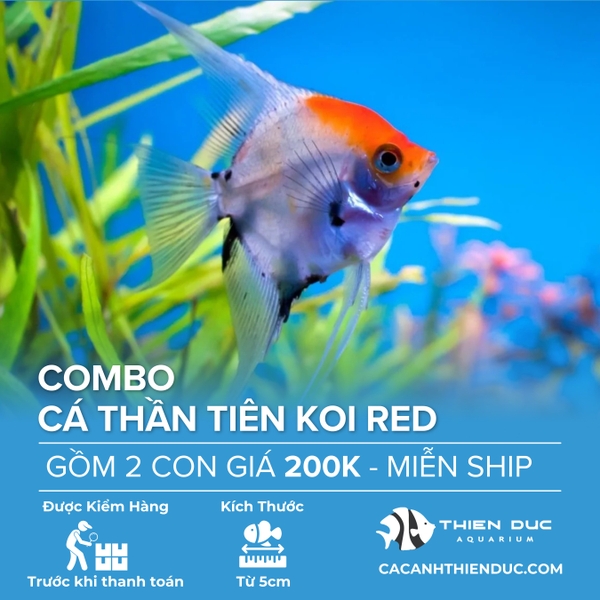 Combo 2 Bé Cá Ông Tiên Koi Red Size 5cm