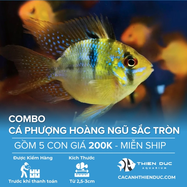 Combo 5 Bé Cá Phượng Hoàng Ngũ Sắc Lùn Size 5cm