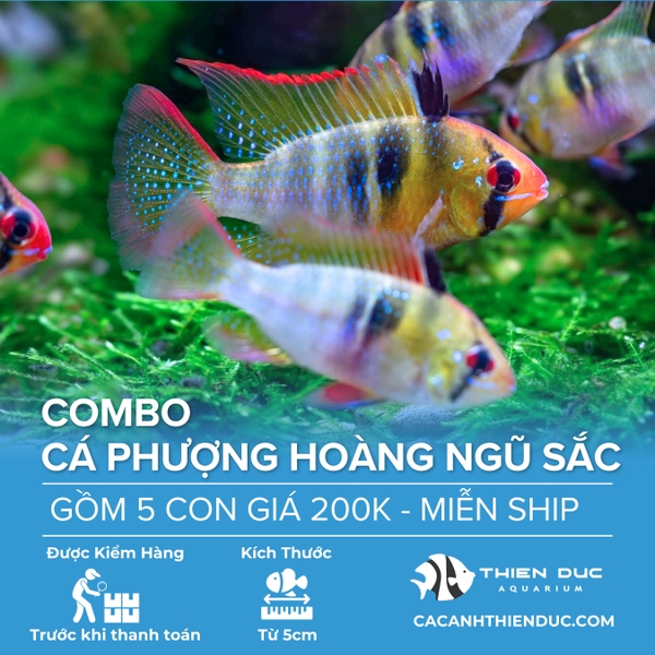 Combo 5 Bé Cá Phượng Hoàng Ngũ Sắc Size 5cm