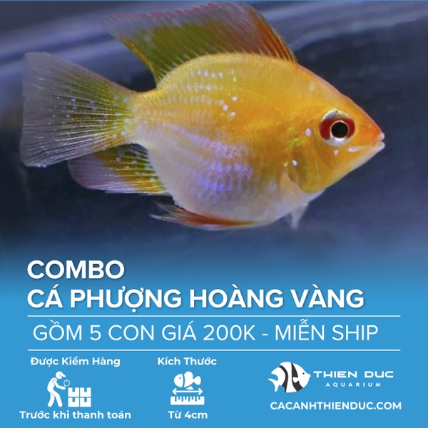 Combo 5 Bé Cá Phượng Hoàng Vàng Size 5cm