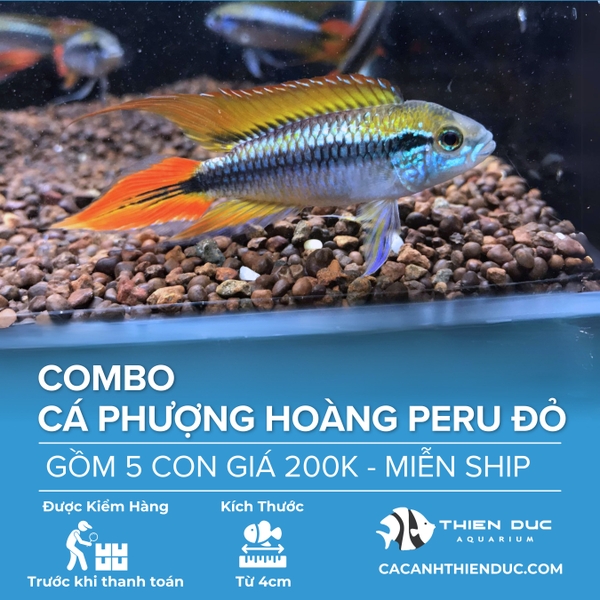 Combo 5 Bé Cá Phượng Hoàng Peru Đỏ Size 5cm
