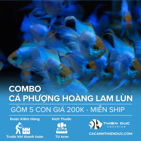 Combo 5 Bé Cá Phượng Hoàng Lam Lùn Size 5cm