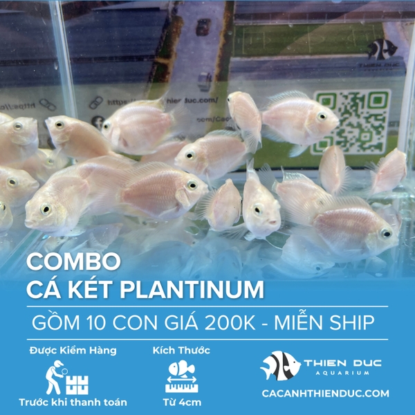 Combo 10 Bé Cá Két Platium Size 3.5cm