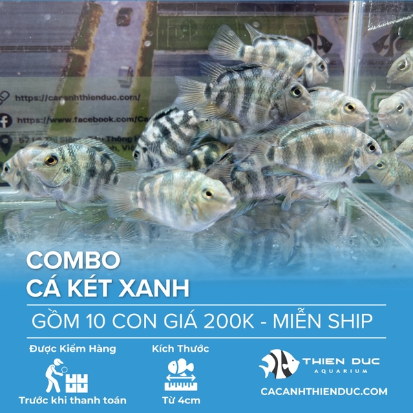 Combo 10 Bé Cá Két Xanh Size 3.5cm