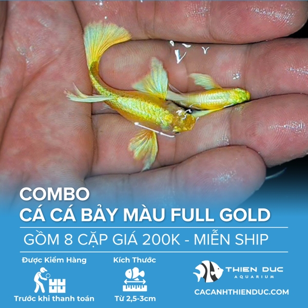 Combo 8 Cặp Cá Bảy Màu Full Gold Size 3.5cm