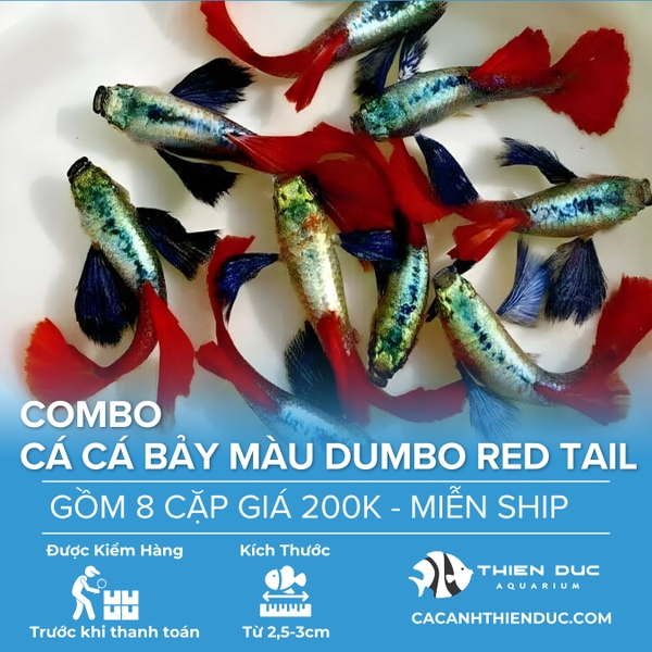 Combo 8 Cặp Cá Bảy Màu Dumbo Red Tail Size 3.5cm