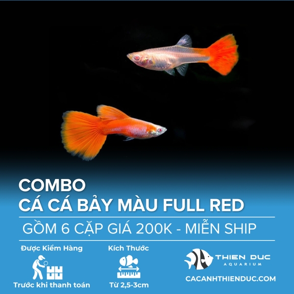 Combo 6 Cặp Cá Bảy Màu Full Red Size 3.5cm