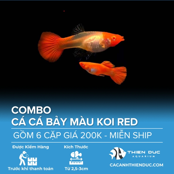 Combo 6 Cặp Cá Bảy Màu Koi Red Size 3.5cm