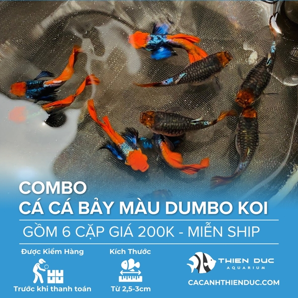 Combo 5 Cặp Cá Bảy Màu Dumbo Koi Size 3.5cm