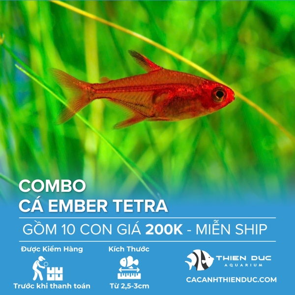 Combo 10 Bé Cá Ember Tetra Size 3cm