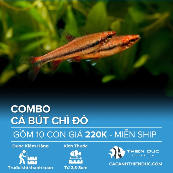 Combo 10 Bé Cá Bút Chì Đỏ Size 3cm