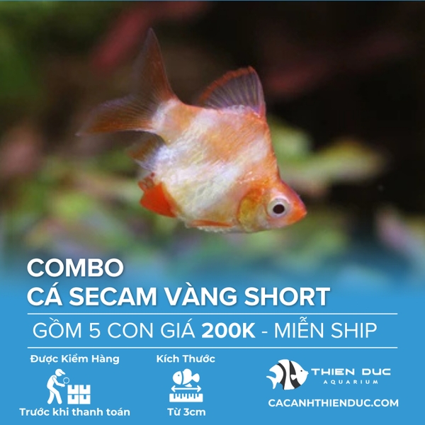 Combo 5 Bé Cá Secam Vàng Short Size 3cm