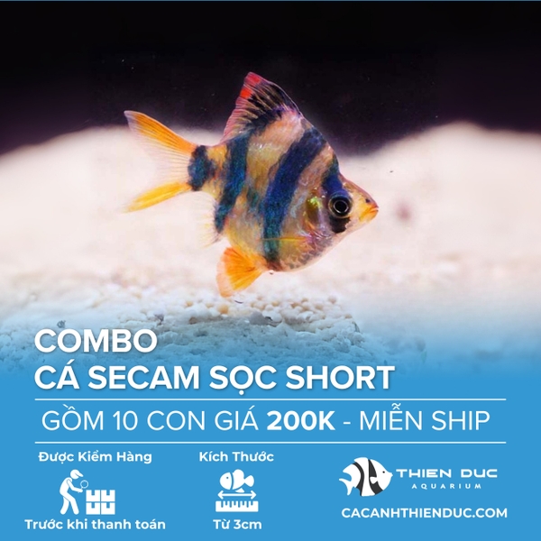 Combo 10 Bé Cá Secam Sọc Short Size 3cm