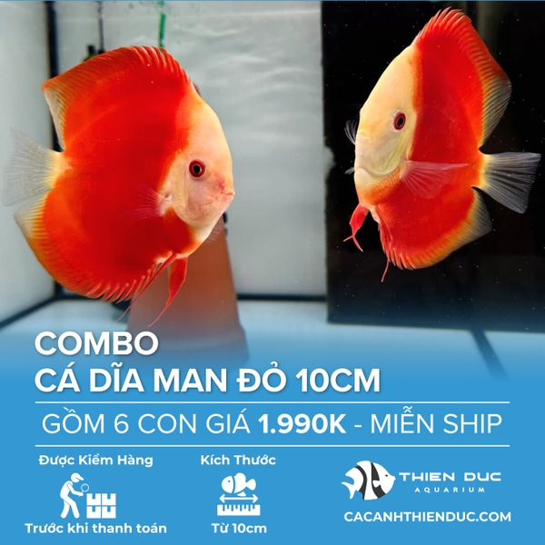 Combo 6 Bé Cá Dĩa Man Đỏ Size 10cm - HCM