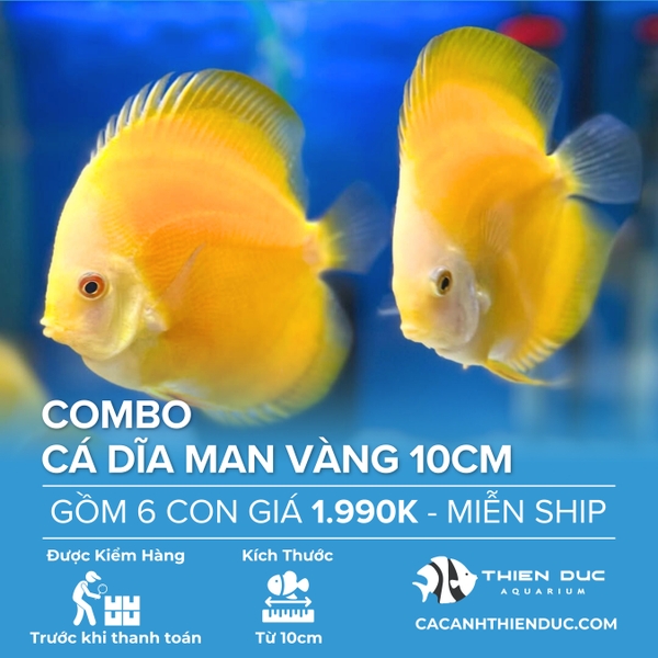Combo 6 Bé Cá Dĩa Man Vàng Size 10cm - HCM