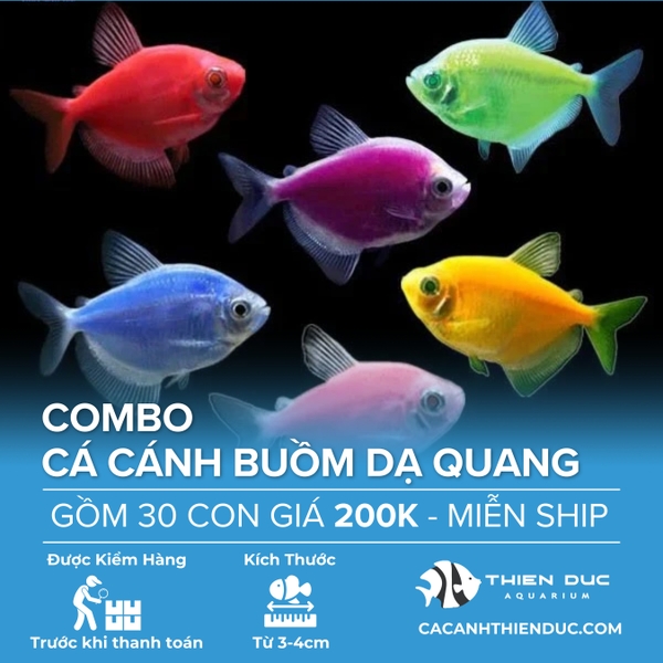 Combo 30 Bé Cá Cánh Buồm Nhiều Màu Size 4cm