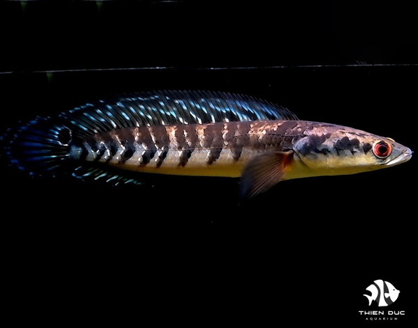 Cá Lóc Marulioides -  Channa Red Marulioides