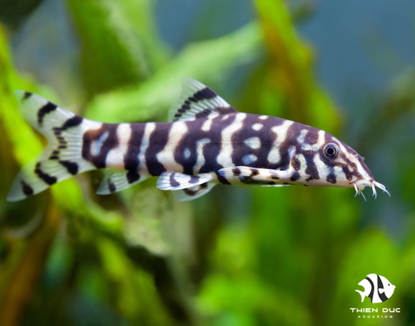 Cá Chuột Botia - Pakistani Botia