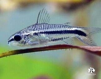 ca-chuot-pigmy-pigmy-corydoras