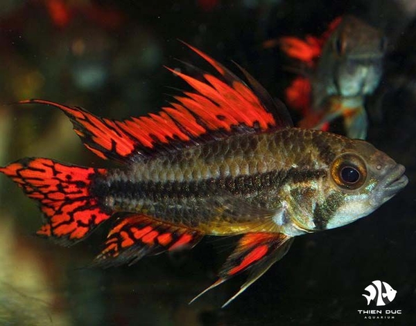 cockatoo-dwarf-double-red