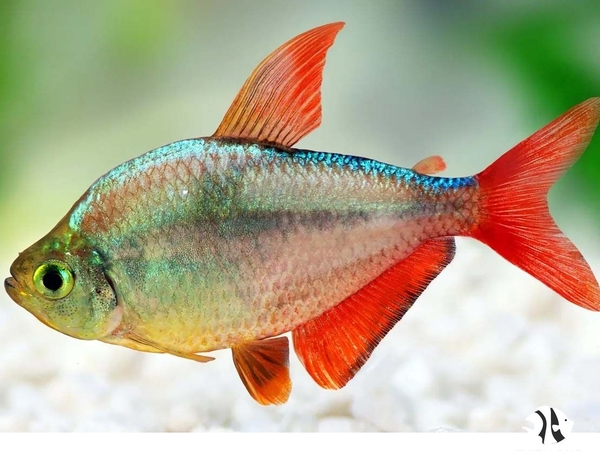 Cá Hồng Nhung Colombia - Colombia Tetra