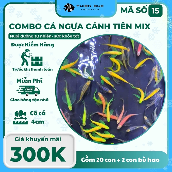 Combo Số 15 - Cá Ngựa Cánh Tiên Mix Màu