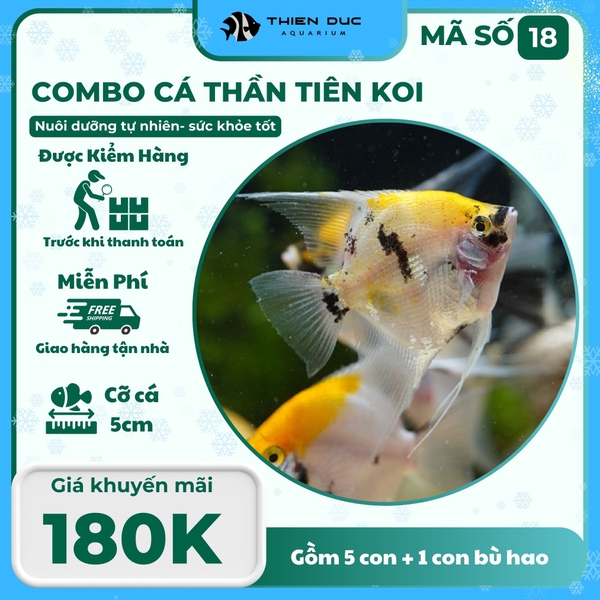 Combo Số 18 - Cá Ông Tiên Koi