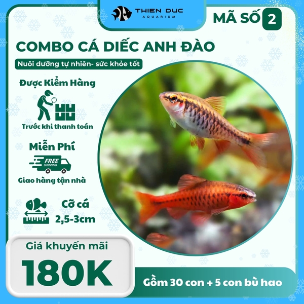 Combo Số 2 - Cá Diếc Anh Đào