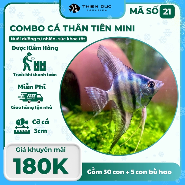 Combo Số 21 - Cá Ông Tiên Xanh Mini