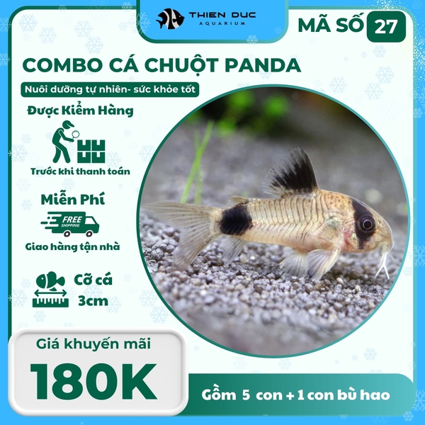 Combo Số 27 - Cá Chuột Panda