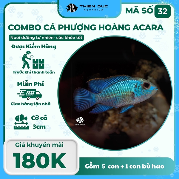 Combo Số 32 - Cá Phượng Hoàng Acara