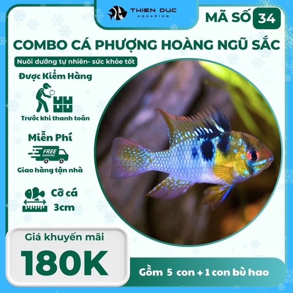 Combo Số 34 - Cá Phượng Hoàng Ngũ Sắc