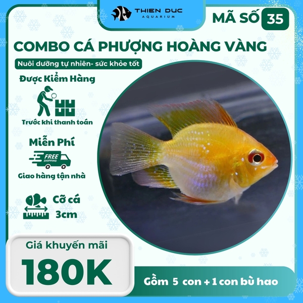 Combo Số 35 - Cá Phượng Hoàng  Vàng