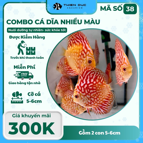 Combo Số 38 - Cặp Cá Dĩa 5-6Cm