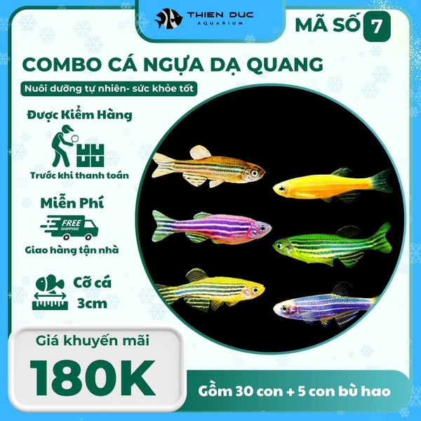 Combo Số 7 - Cá Ngựa Dạ Quang Mix Màu