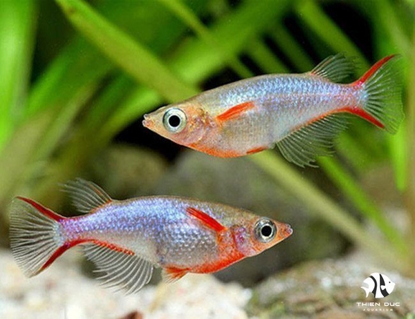 ca-gao-daisy-s-ricefish