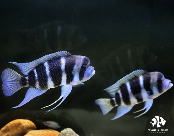 Cá Đầu Bò Bunruni