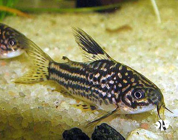 Cá Chuột Elegant - Elegant Corydoras