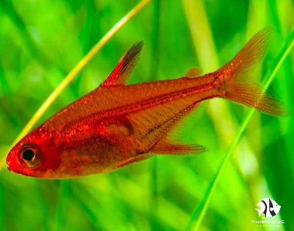 Ember Tetra