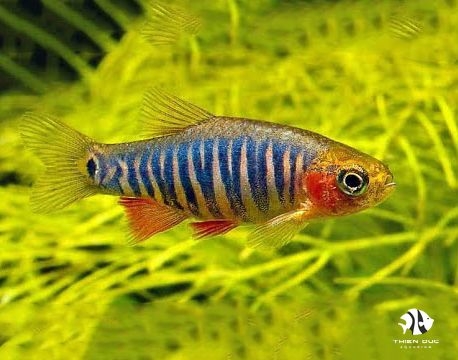 Emerald Rasbora