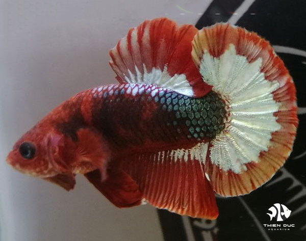 Cá Betta Fancy Copper