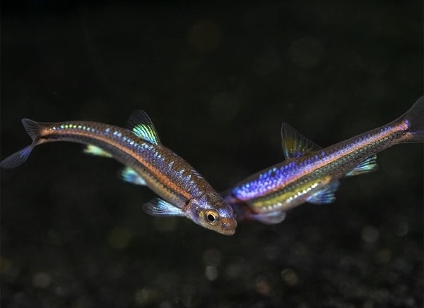 Bảo Liên Đăng - Rainbow Shiner