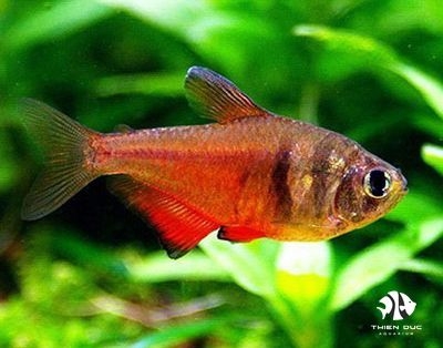 Flame Tetra